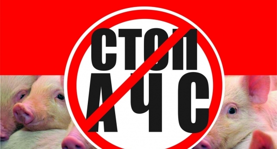 Африканская чума свиней