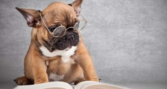 Правила содержания собак