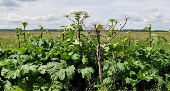 Внимание!!! Борщевик Сосновского!!!