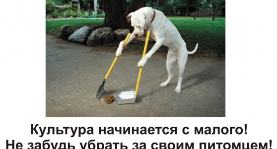 Внимание! Информация для владельцев собак!