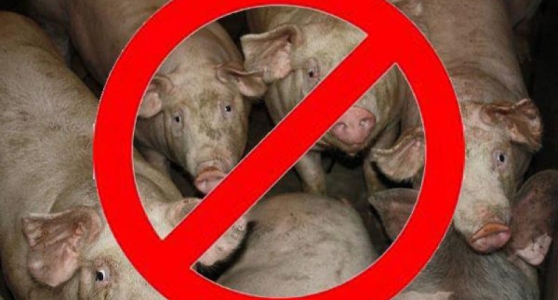 Африканская чума свиней (АЧС)