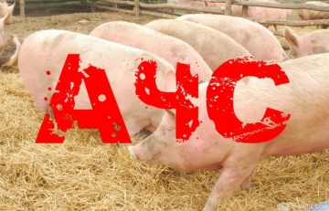  особо опасная заразная болезнь домашних, диких и декоративных свиней