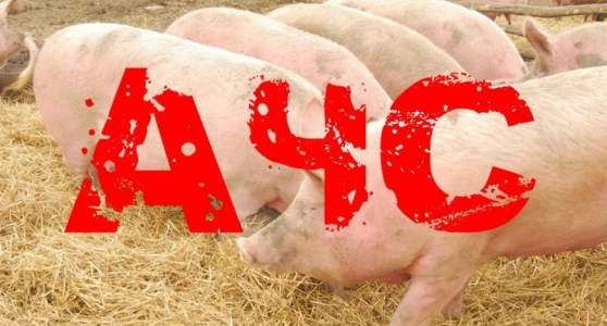  особо опасная заразная болезнь домашних, диких и декоративных свиней