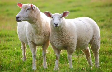 В Костромской области выявлен очаг заболевания оспы овец