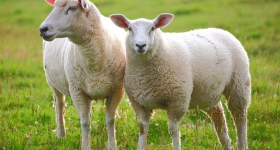 В Костромской области выявлен очаг заболевания оспы овец