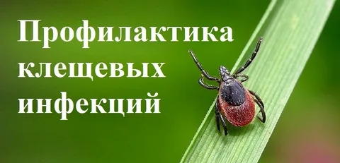 Вебинар на тему: «Клещевые инфекции. Профилактика, диагностика, лечение»